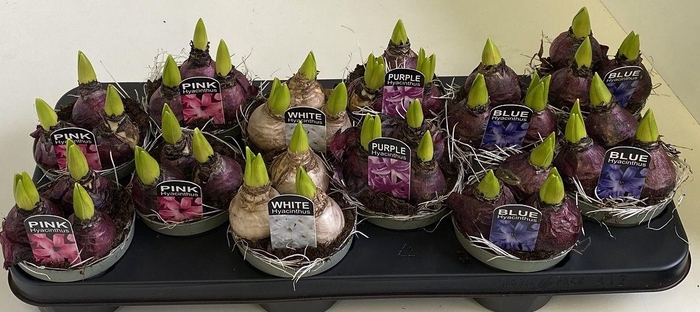 <h4>10,5 cm hyacint mix</h4>