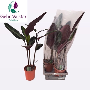 CALAT WARSCEWICZII