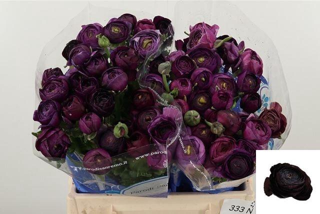 <h4>RAN SU NERONE</h4>