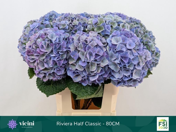 <h4>HYDR M MY RIVIERA CL</h4>