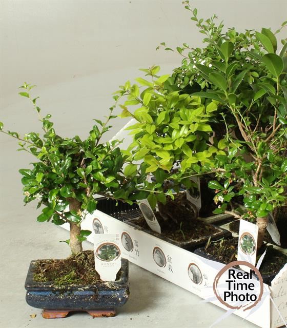 <h4>Bonsai   ...mix</h4>