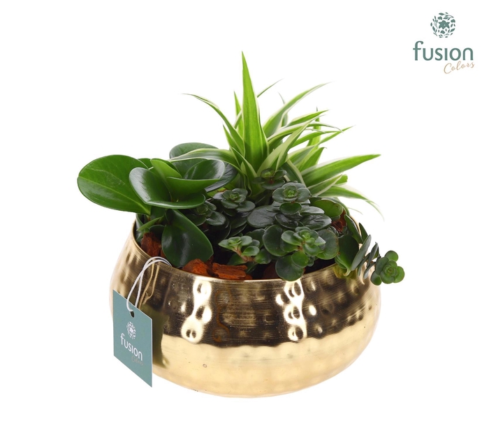 <h4>Schaal Indian metaal goudkleurig met groene planten</h4>