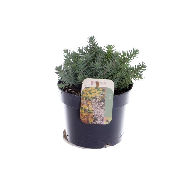 <h4>Sedum reflexum</h4>