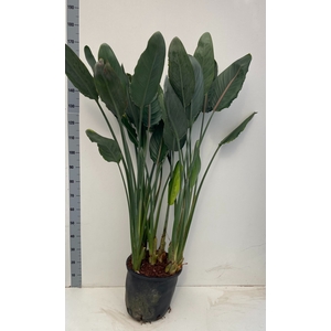 STRELITZIA REGIN BL