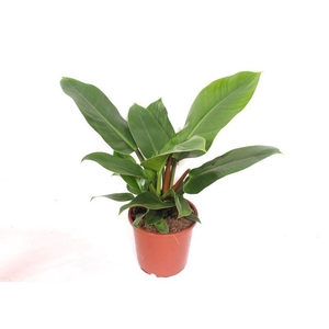 Philodendron Imperial Green