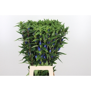 Gentiana Blue Sky