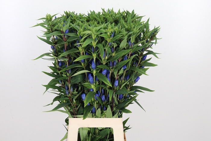 <h4>Gentiana Blue Sky</h4>