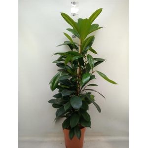 Ficus cyathistipula