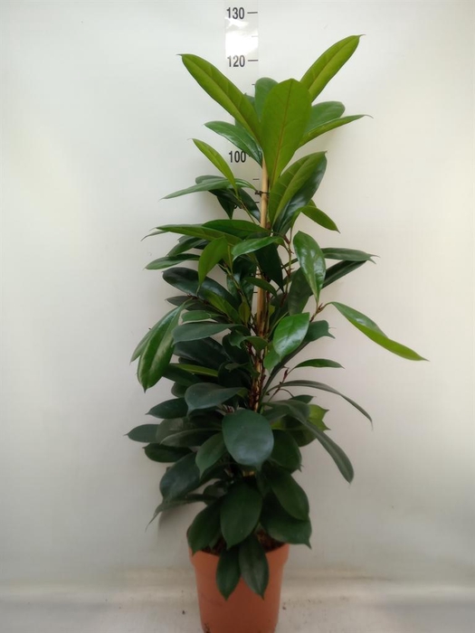 <h4>Ficus cyathistipula</h4>