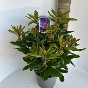 Rhododendron (p) 'Marcel Menard'