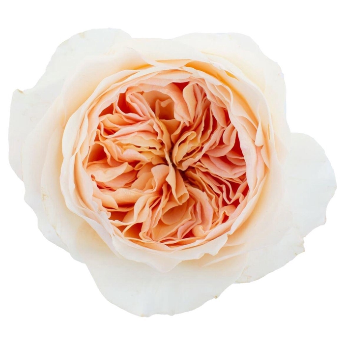 <h4>R Gr David Austin Juliet</h4>