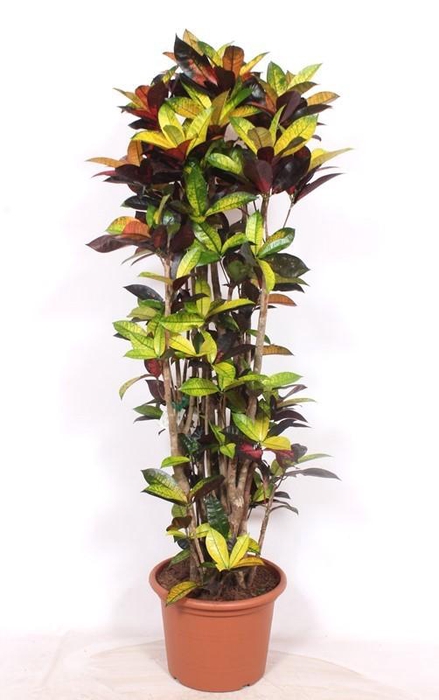 <h4>Codiaeum Iceton (Croton)</h4>