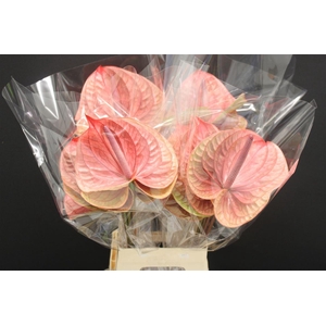 Anthurium Tequila