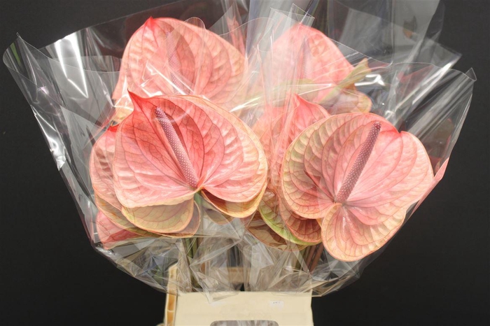 <h4>Anthurium Tequila</h4>