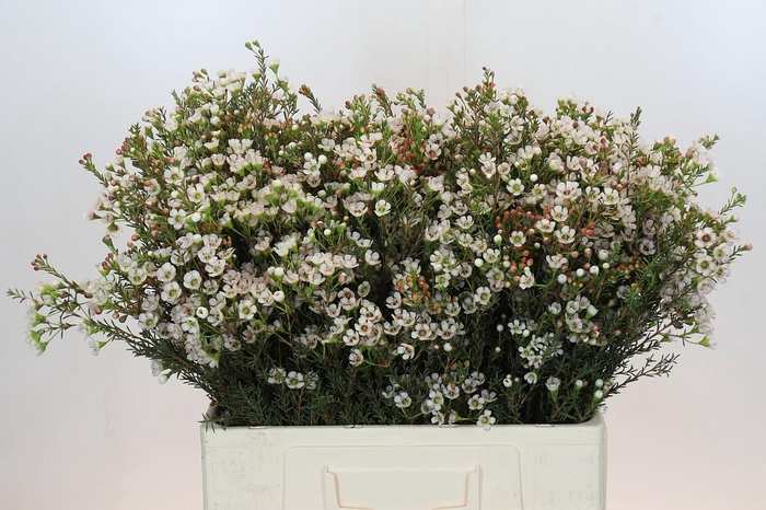 <h4>Chamelaucium Ella</h4>