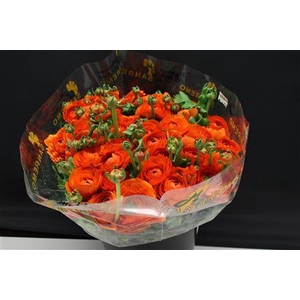 Cloni Super Oranje 004