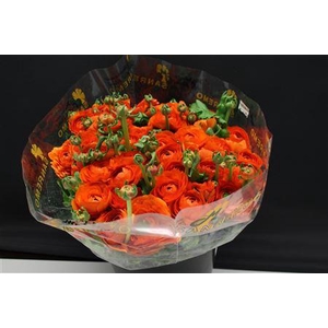 Cloni Super Oranje 004