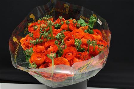 <h4>Cloni Super Oranje 004</h4>