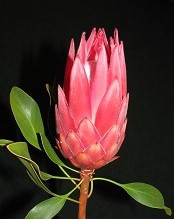 <h4>Protea Claire</h4>