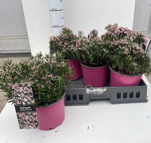 <h4>ANDROM PO BLUE ICE</h4>