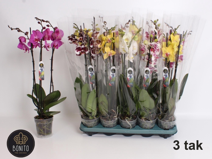 <h4>PHAL GEM 5 KL</h4>