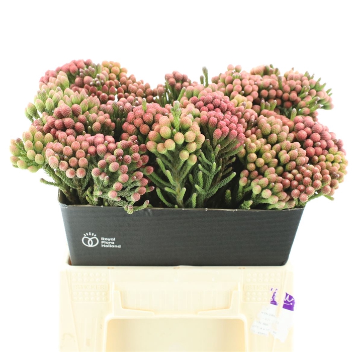 <h4>Brunia Natural Red</h4>