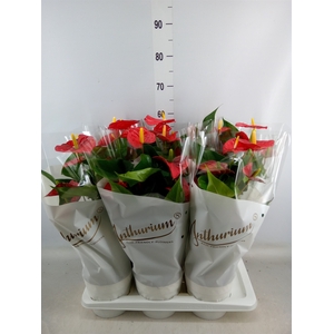 Anthurium andr. 'Red Champion'