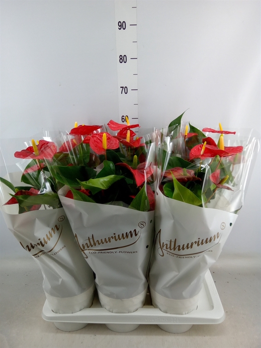 <h4>Anthurium andr. 'Red Champion'</h4>