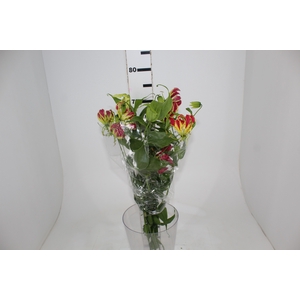 GLORIOSA