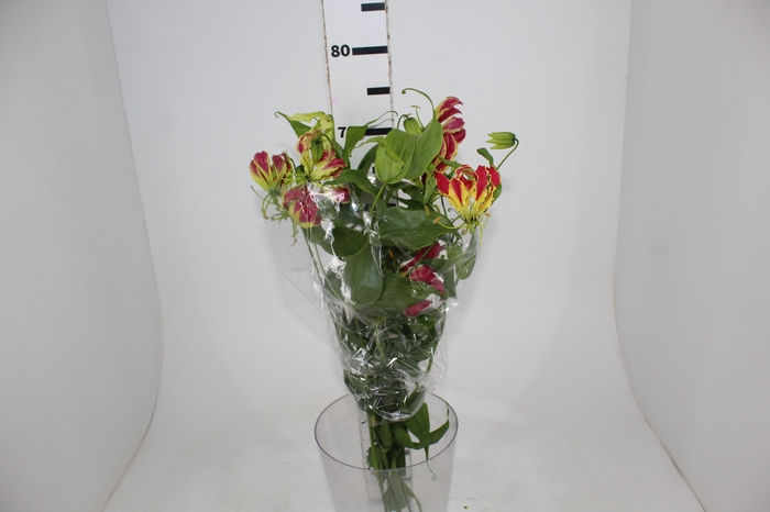 <h4>GLORIOSA</h4>