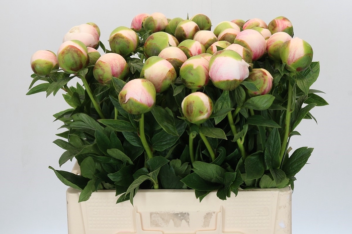 <h4>Paeonia Colonel Owen Cousins</h4>