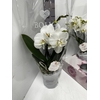 Phalaenopsis Boho Love White 12Ø 45cm 2st 15fl