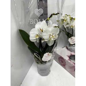 Phalaenopsis Boho Love White 12Ø 45cm 2st 15fl