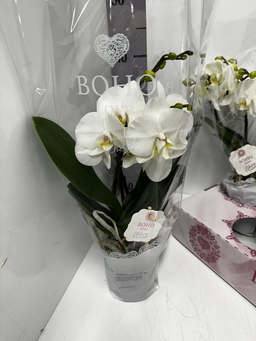 Phalaenopsis Boho Love White 12Ø 45cm 2st 15fl