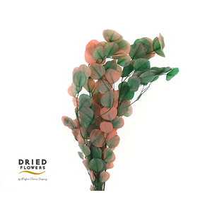 Dried Bleached Eucalyptus Populus Watermelon