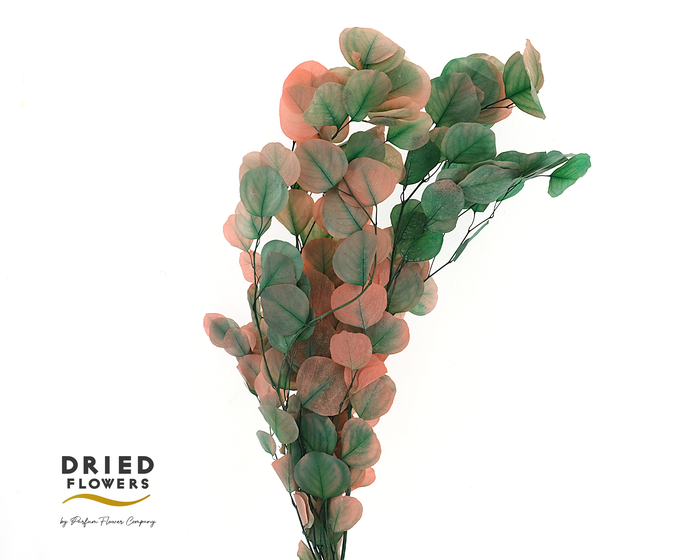 <h4>Dried Bleached Eucalyptus Populus Watermelon</h4>
