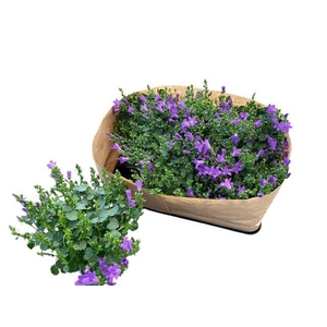 CAMPANULA PORTEN BLUEONE