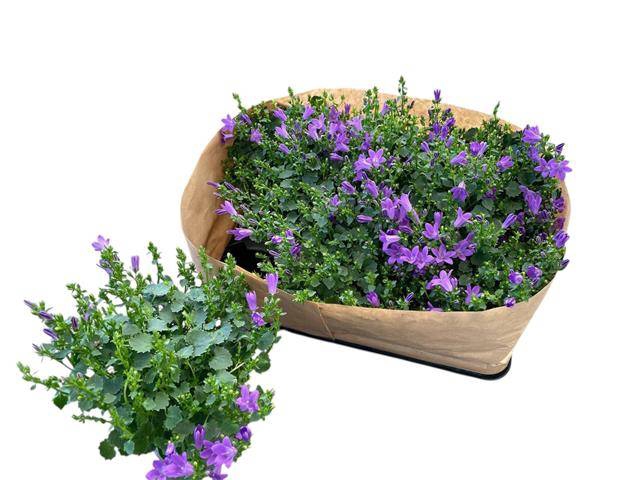 <h4>CAMPANULA PORTEN BLUEONE</h4>