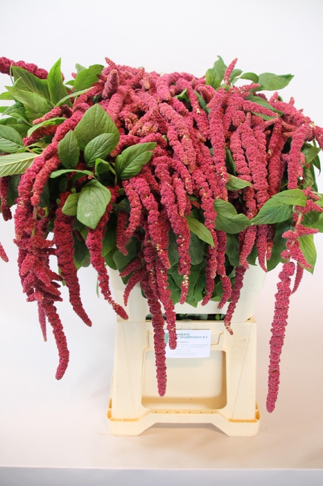 <h4>Amar Ca Red Cord</h4>