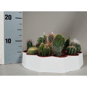CACTUS GEM