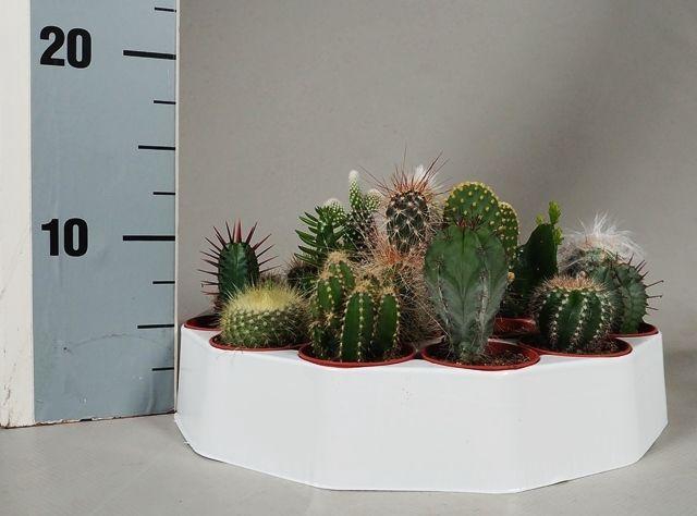 <h4>CACTUS GEM</h4>