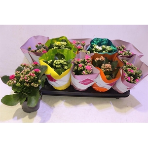 arr8 Kalanchoe Double Deluxe Mix
