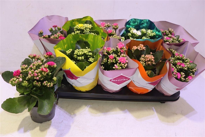 <h4>arr8 Kalanchoe Double Deluxe Mix</h4>