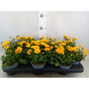 Bidens fer. 'Solaire Horizon'