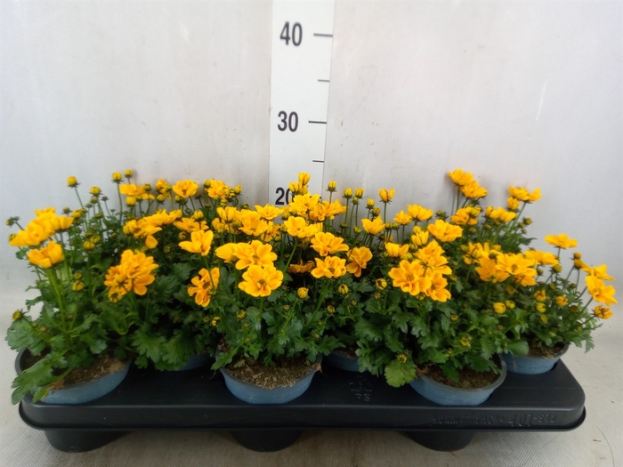 <h4>Bidens fer. 'Solaire Horizon'</h4>