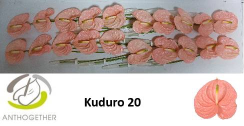 <h4>ANTH A KUDURO</h4>