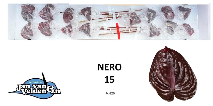 <h4>ANTH A NERO</h4>