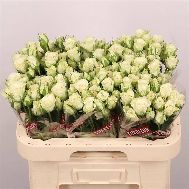 <h4>R TR SNOWFLAKE</h4>