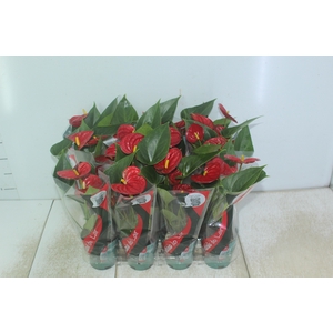 ANTHURIUM RED SUCCESS P09