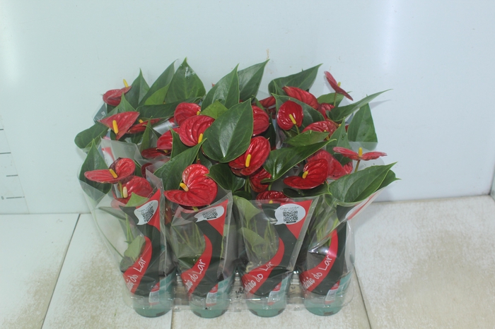 <h4>ANTHURIUM RED SUCCESS P09</h4>